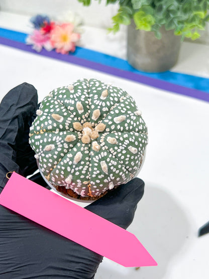 Astrophytum Super Kabuto (#T6C) | Nevada Botanical Shop | 3" Pot