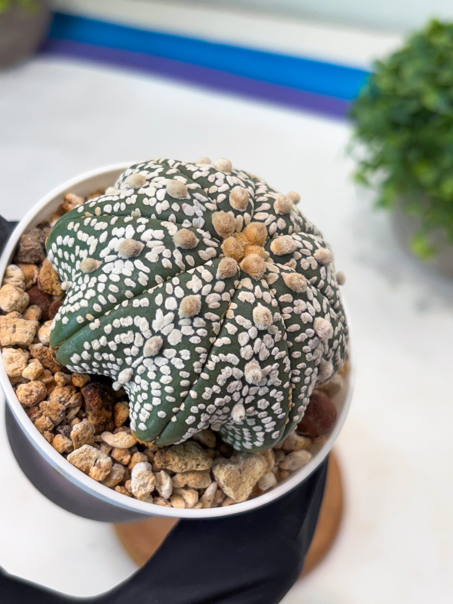 Astrophytum Star Shape Superkabuto (T9) (p2) | Imported Plants