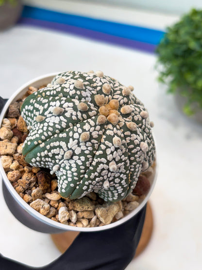 Astrophytum Star Shape Superkabuto (T9) (p2) | Imported Plants