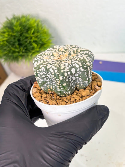 Astrophytum V-Type (at6) (r5) | Rare Star Cactus