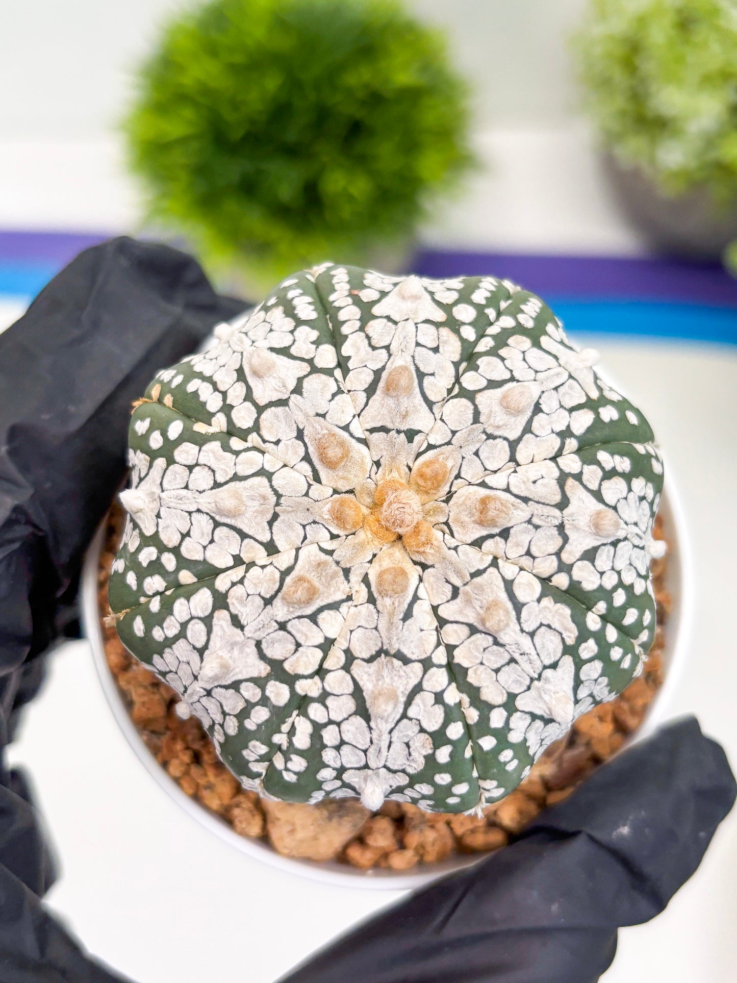 Astrophytum Super Kabuto V-Type (t12) (g6) | 3" Pot