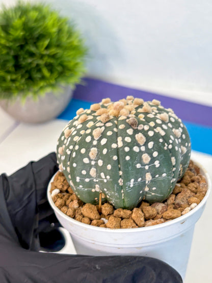 Astrophytum Super Kabuto (at1) (13) | Collection Plant | Rare Cactus