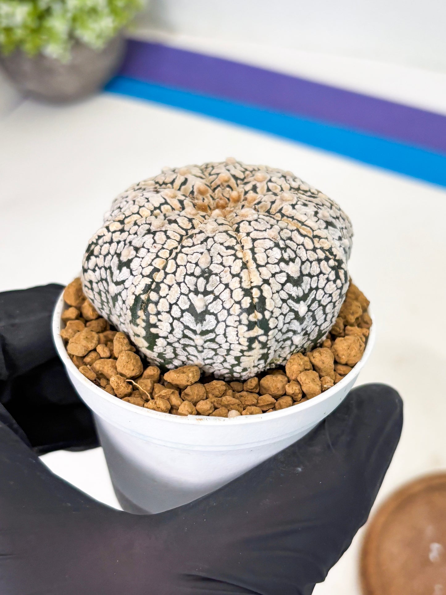 Astrophytum V-Type (at1) (p5) | Imported Cactus