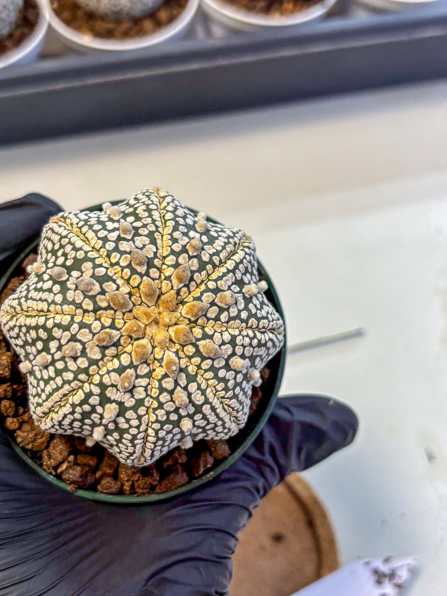 Astrophytum V Type (at5) (03) |  Sea urchin cactus
