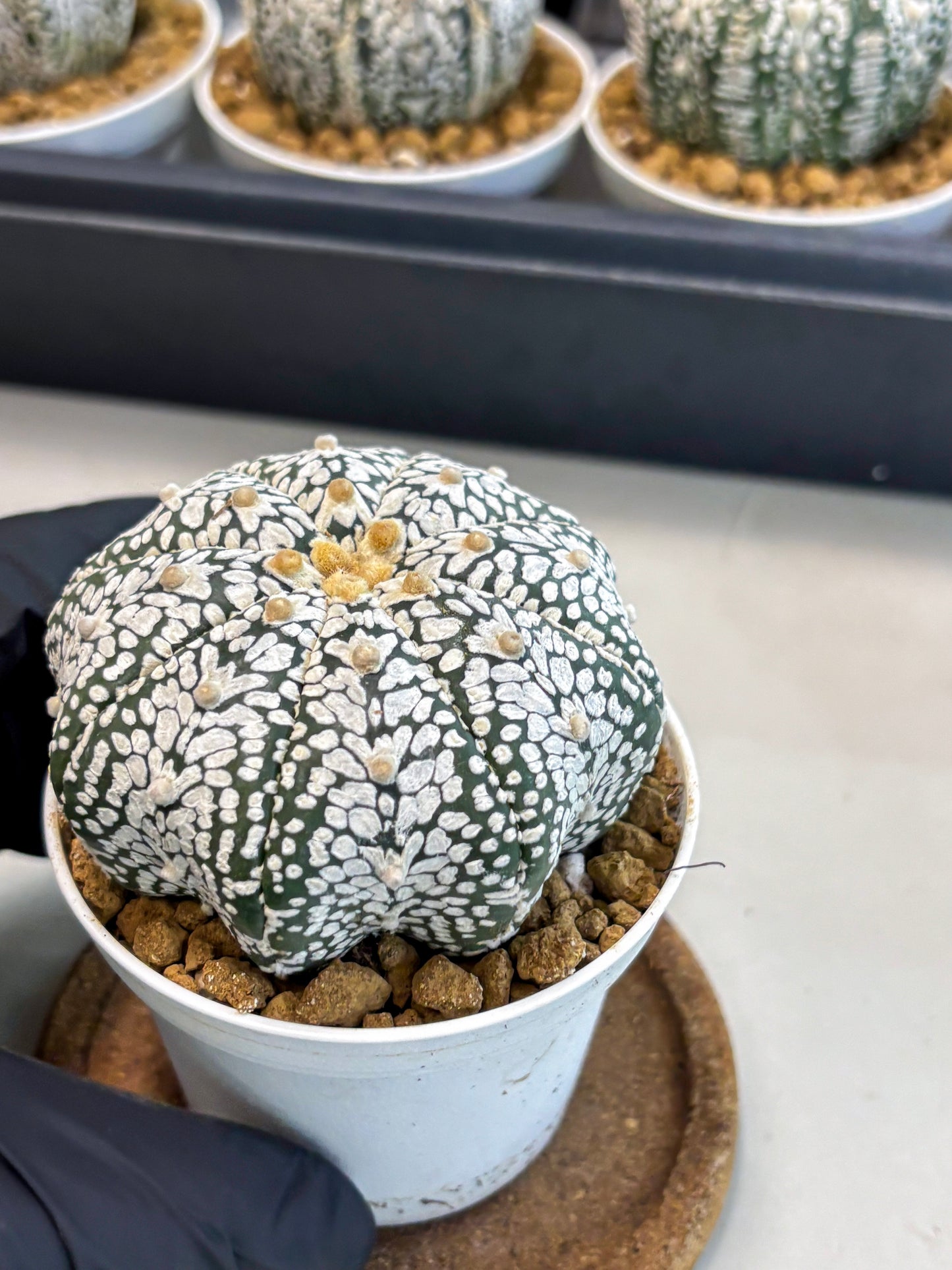 Astrophytum V-Type (at5) (p3) | Rare imported Plant