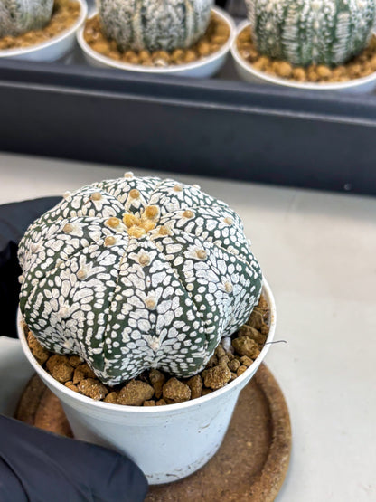 Astrophytum V-Type (at5) (p3) | Rare imported Plant