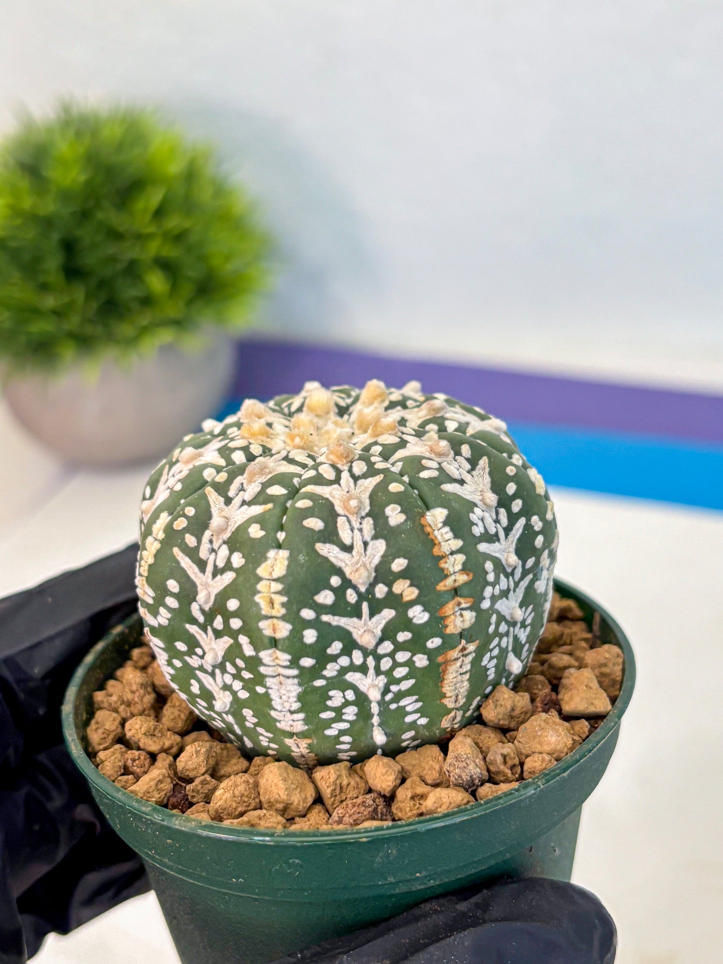 Astrophytum V Type (at2) (03) | Live Plant | Rare Collection