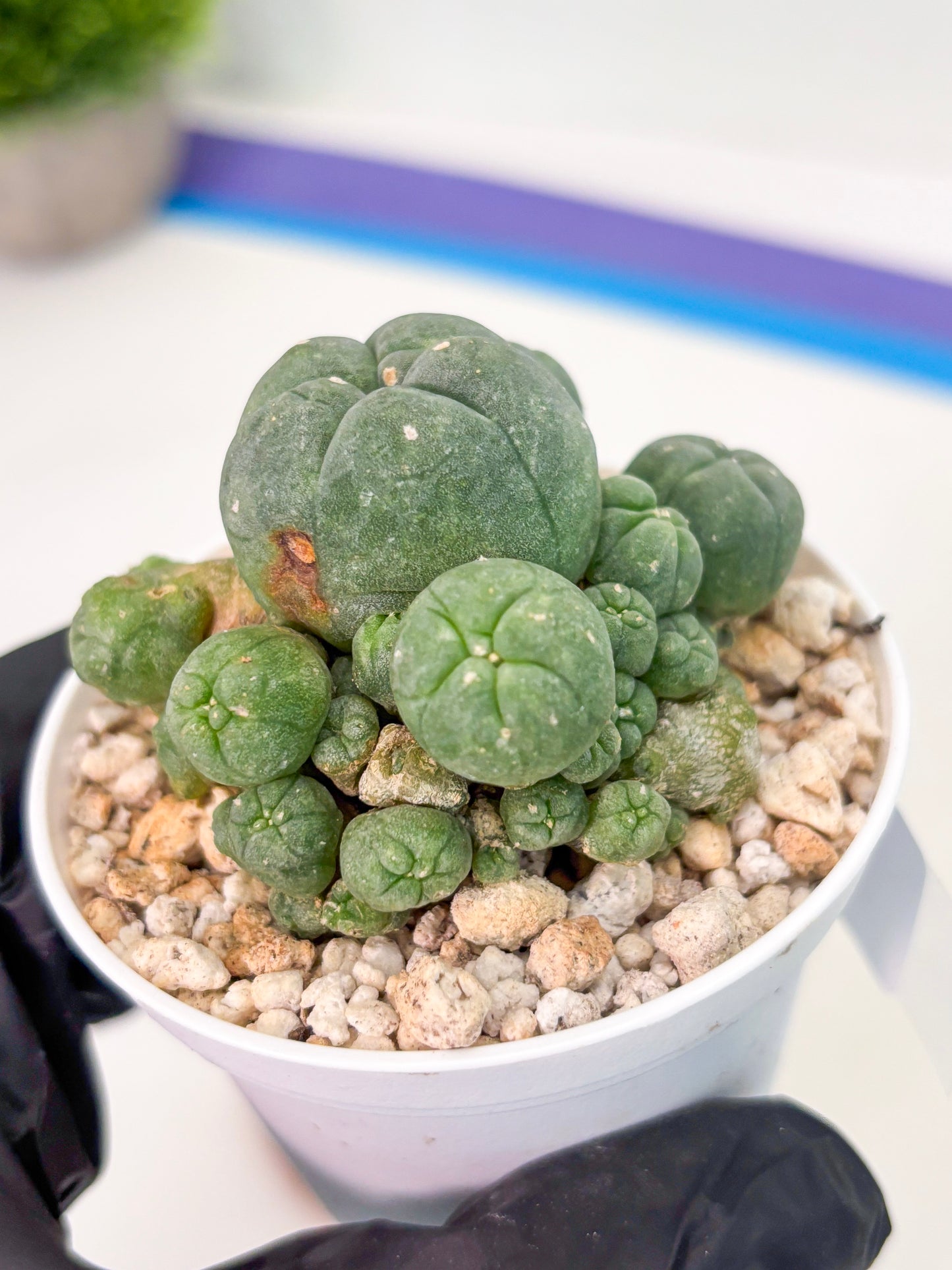 Spineless Cactus (Lo1) (g1) | For Advanced Growers