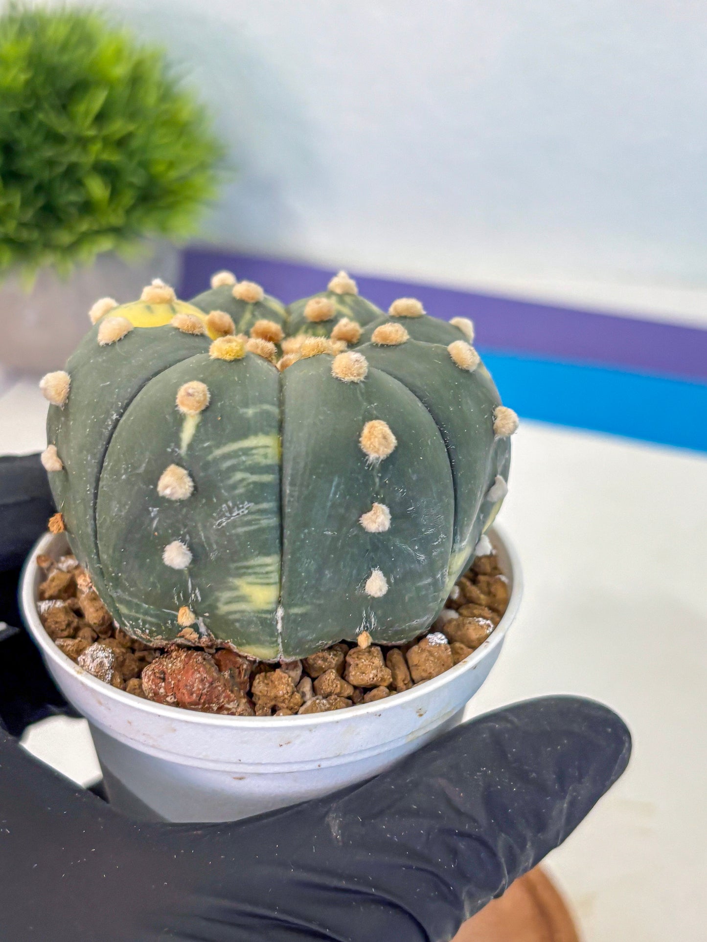 Astrophytum Variegated (at9) (03) | Rare Plant | Live Cactus