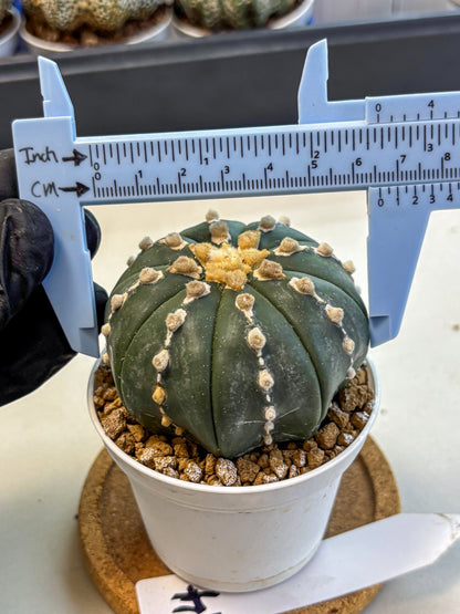 Astrophytum Nudum (at4) (14) | Star Cactus