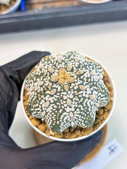 Astrophytum Star Shape (at3) (r4) | Rare Cactus
