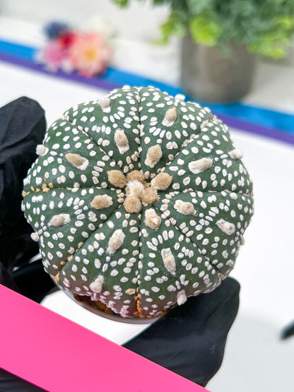 Astrophytum Super Kabuto (#T6C) | Nevada Botanical Shop | 3" Pot