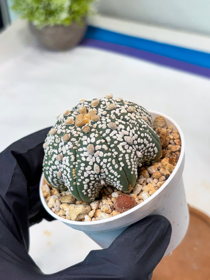 Astrophytum Star Shape Superkabuto (T9) (p2) | Imported Plants