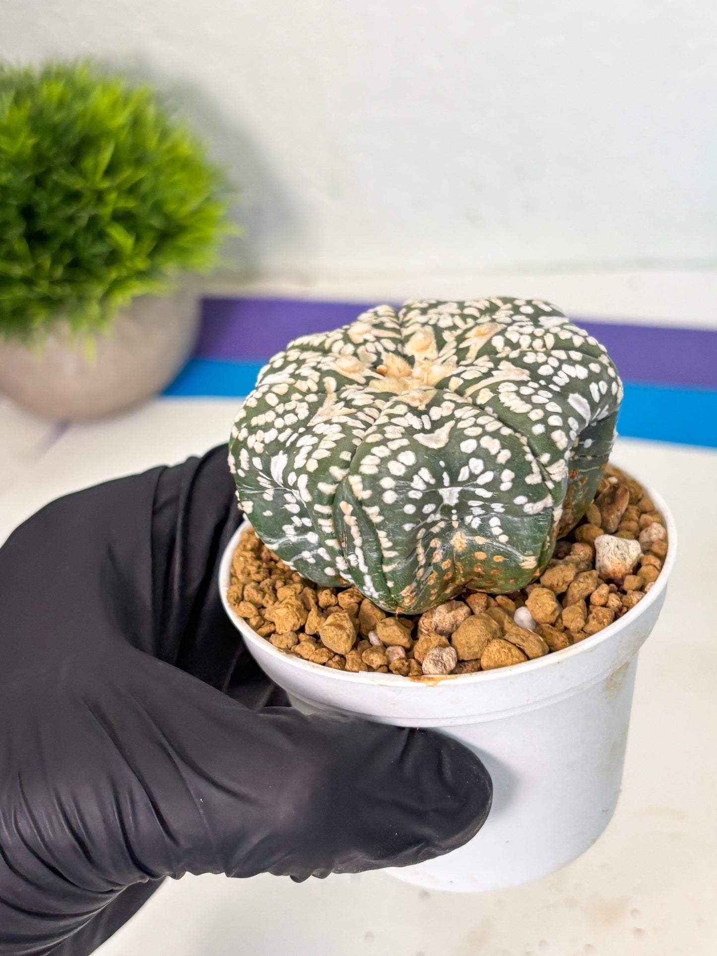 Astrophytum V-Type (at6) (r5) | Rare Star Cactus