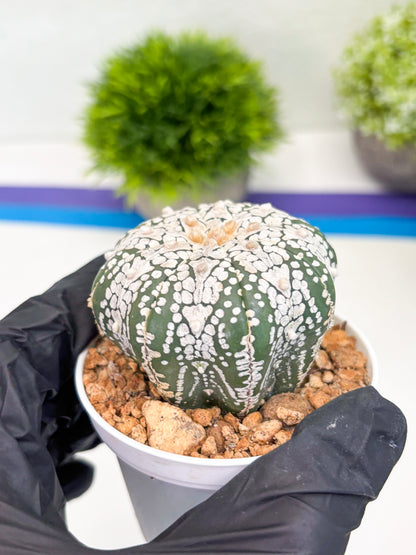 Astrophytum Super Kabuto V-Type (t12) (g6) | 3" Pot