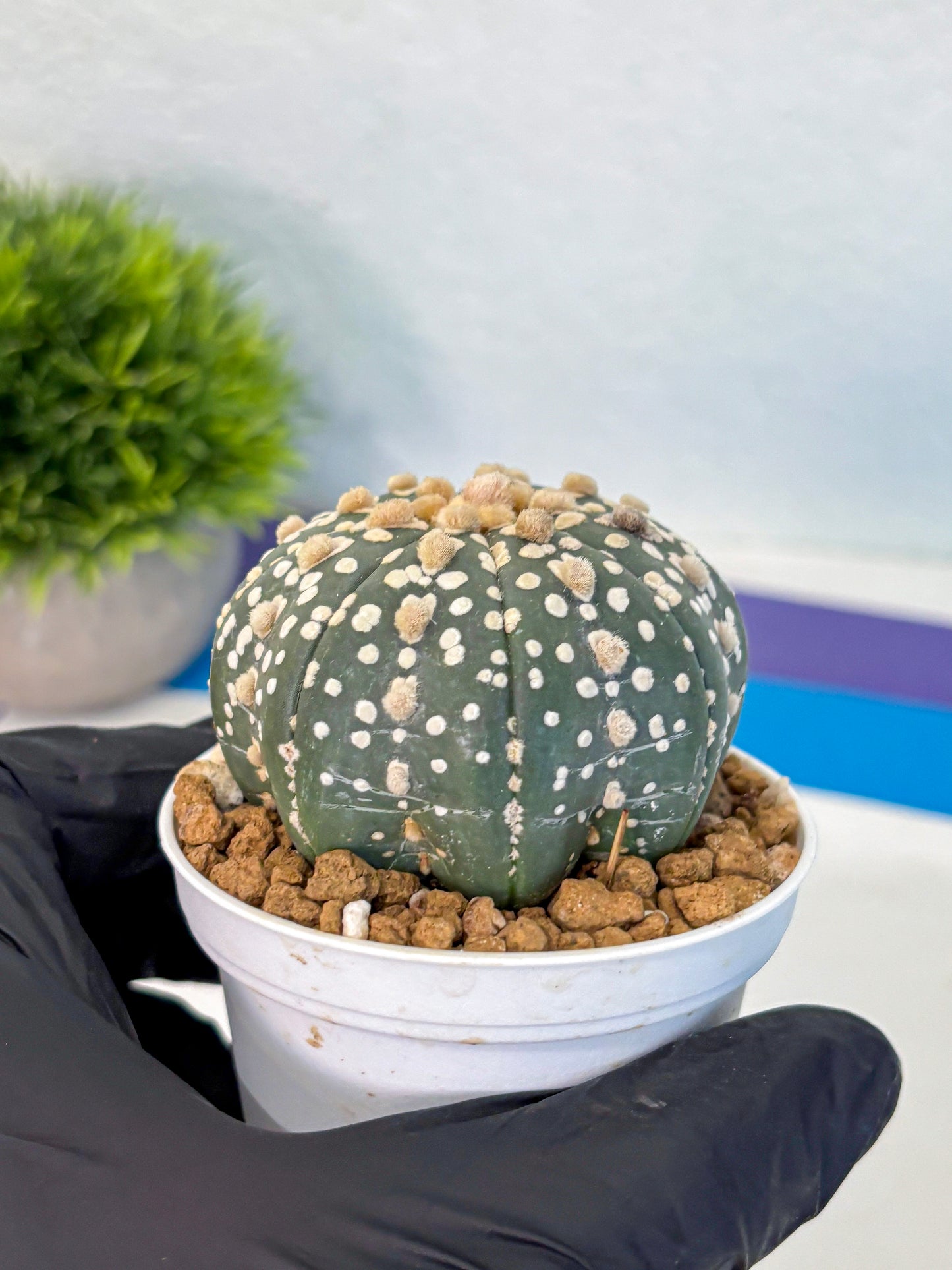 Astrophytum Super Kabuto (at1) (13) | Collection Plant | Rare Cactus