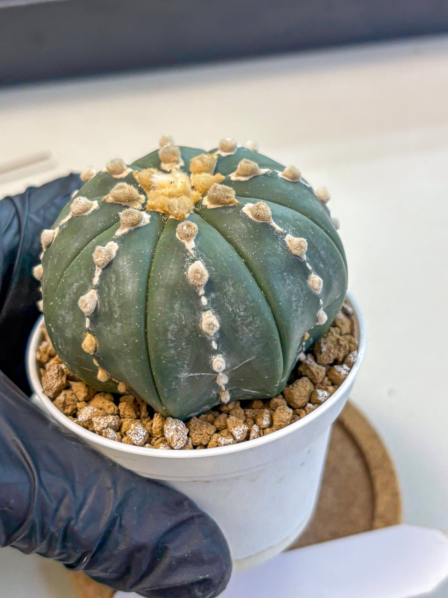 Astrophytum Nudum (at4) (14) | Star Cactus
