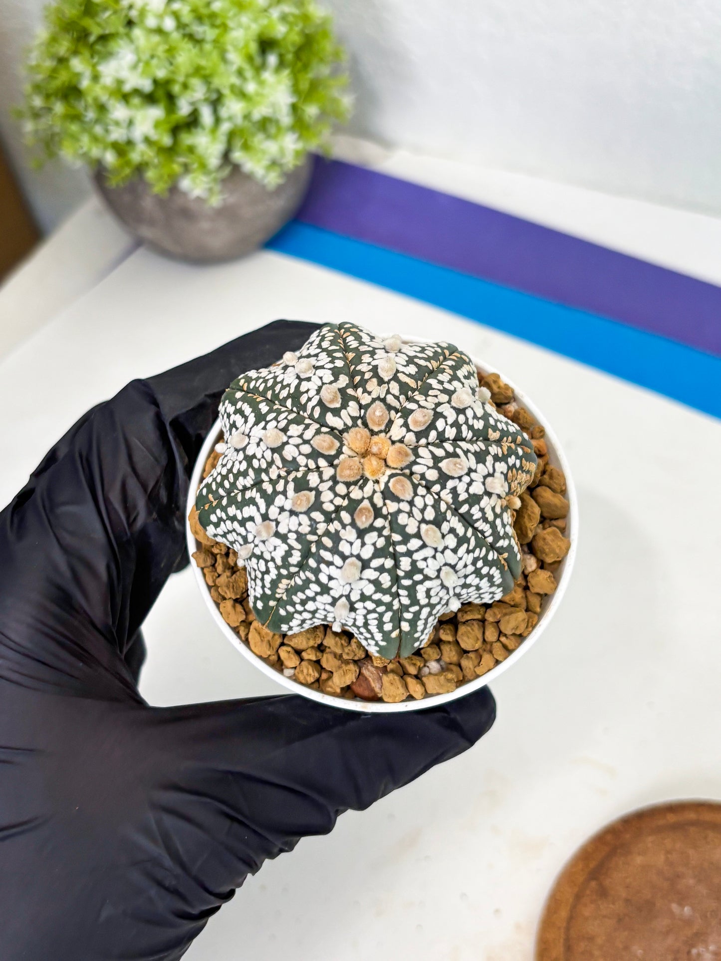 Astrophytum Star Shape (at3) (r4) | Rare Cactus