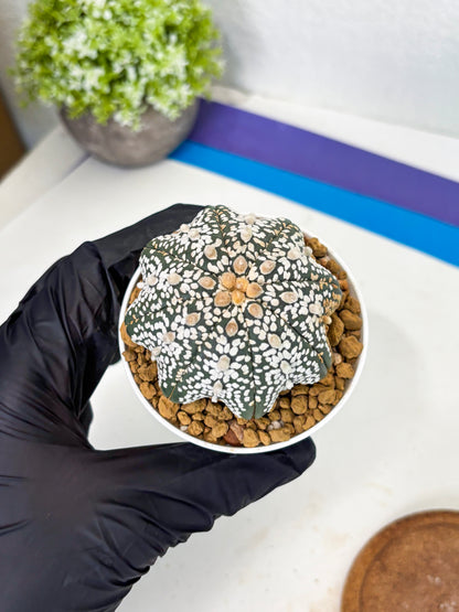 Astrophytum Star Shape (at3) (r4) | Rare Cactus