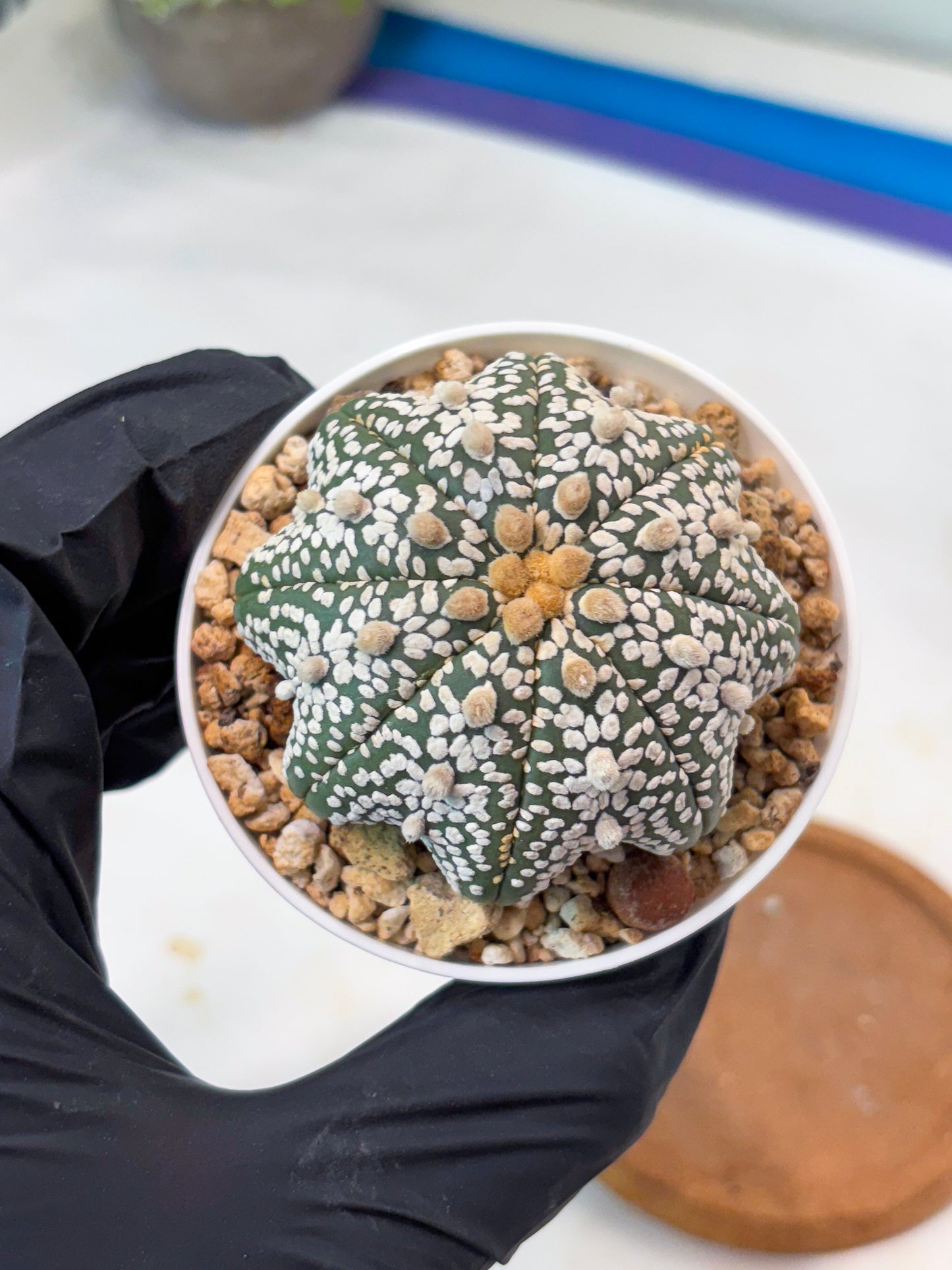 Astrophytum Star Shape Superkabuto (T9) (p2) | Imported Plants