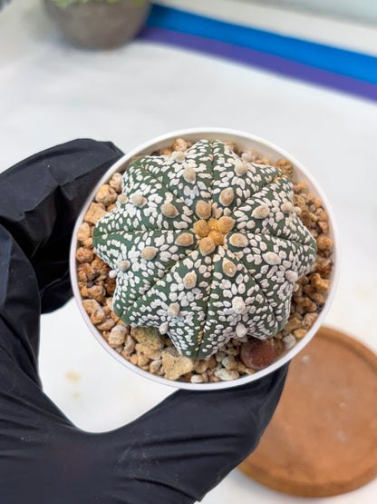 Astrophytum Star Shape Superkabuto (T9) (p2) | Imported Plants