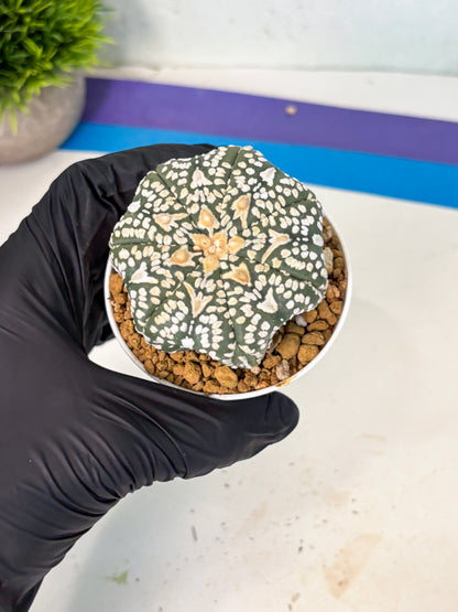 Astrophytum V-Type (at6) (r5) | Rare Star Cactus