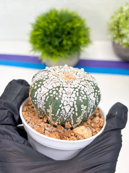 Astrophytum Super Kabuto V-Type (t12) (g6) | 3" Pot