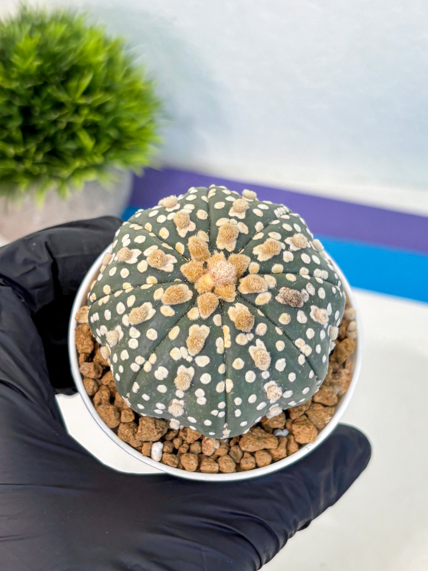 Astrophytum Super Kabuto (at1) (13) | Collection Plant | Rare Cactus