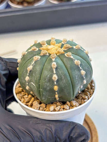 Astrophytum Nudum (at4) (14) | Star Cactus