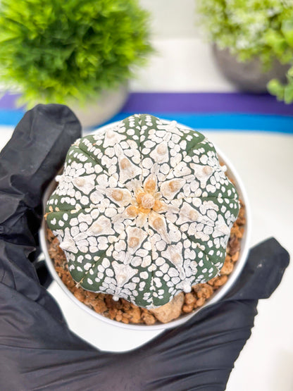 Astrophytum Super Kabuto V-Type (t12) (g6) | 3" Pot