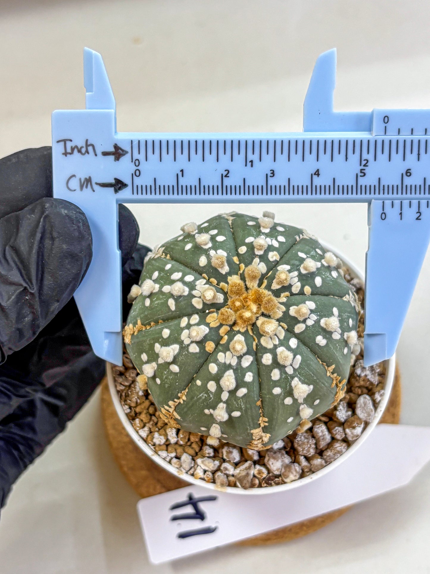 Astrophytum Super Kabuto (at1) (14) | Collection Plant | Rare Cactus