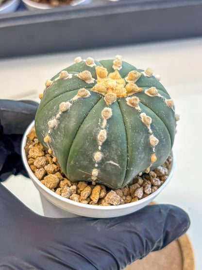Astrophytum Nudum (at4) (14) | Star Cactus