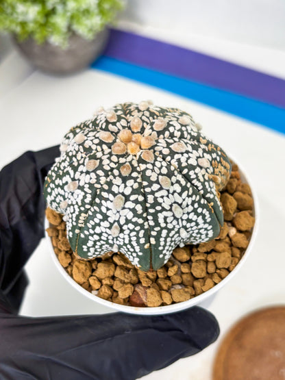 Astrophytum Star Shape (at3) (r4) | Rare Cactus