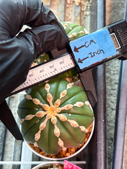 Astrophytum V-Type Nudum (T9) (p4) | Imported Plants