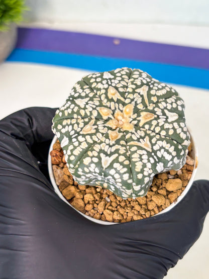 Astrophytum V-Type (at6) (r5) | Rare Star Cactus