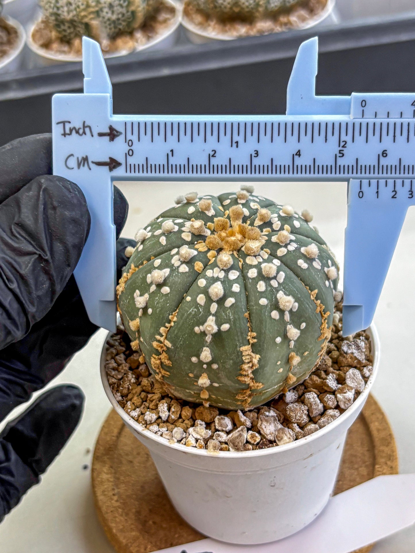 Astrophytum Super Kabuto (at1) (14) | Collection Plant | Rare Cactus