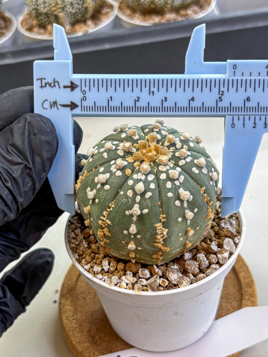 Astrophytum Super Kabuto (at1) (14) | Collection Plant | Rare Cactus