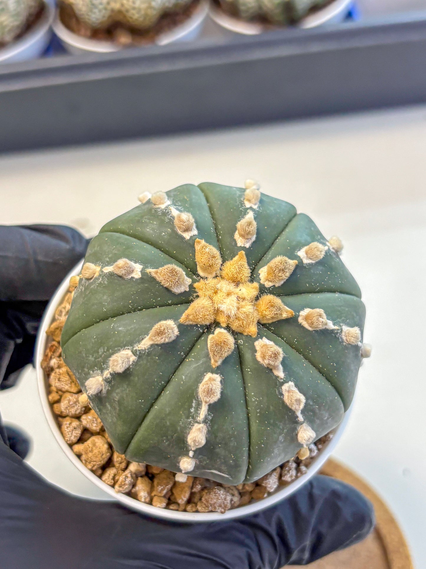 Astrophytum Nudum (at4) (14) | Star Cactus