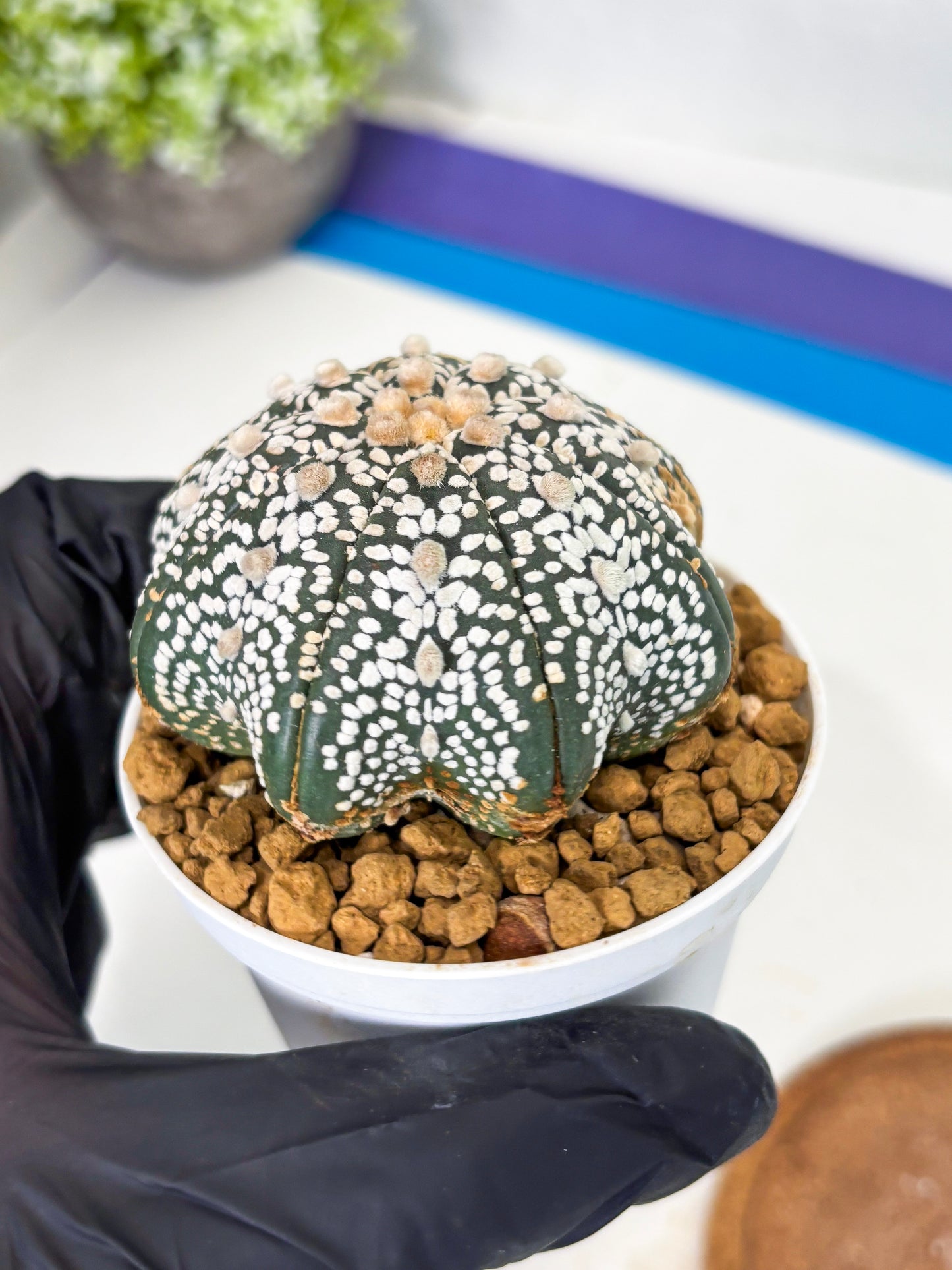Astrophytum Star Shape (at3) (r4) | Rare Cactus