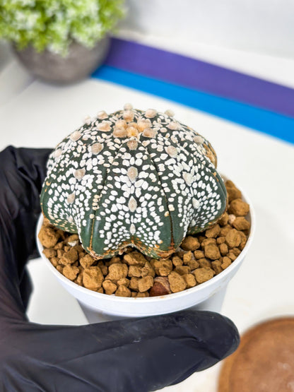 Astrophytum Star Shape (at3) (r4) | Rare Cactus