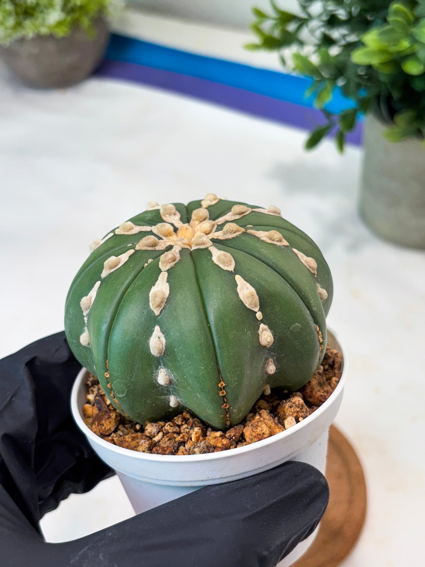 Astrophytum V-Type Nudum (T9) (p4) | Imported Plants