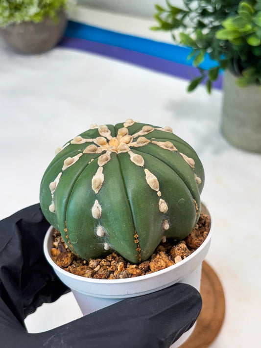 Astrophytum V-Type Nudum (T9) (p4) | Imported Plants