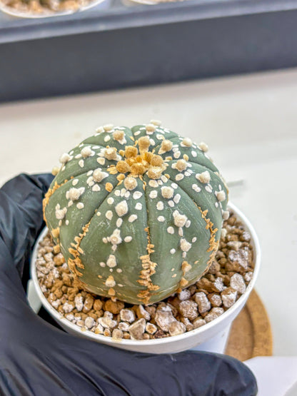 Astrophytum Super Kabuto (at1) (14) | Collection Plant | Rare Cactus