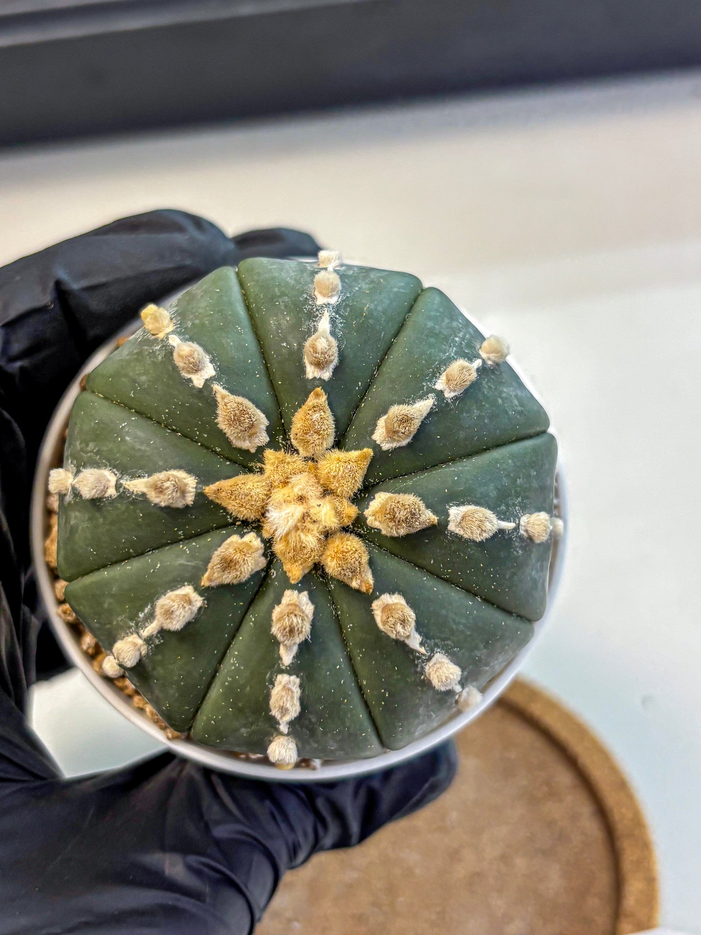 Astrophytum Nudum (at4) (14) | Star Cactus