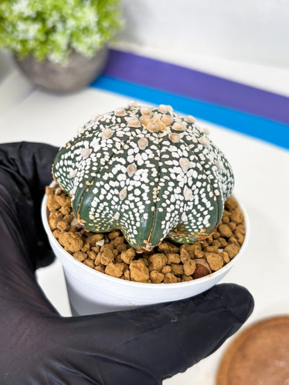 Astrophytum Star Shape (at3) (r4) | Rare Cactus