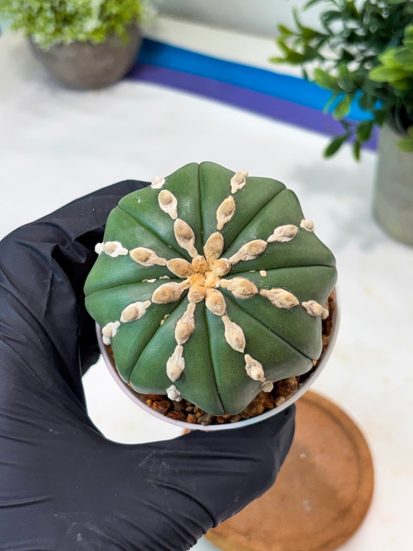 Astrophytum V-Type Nudum (T9) (p4) | Imported Plants