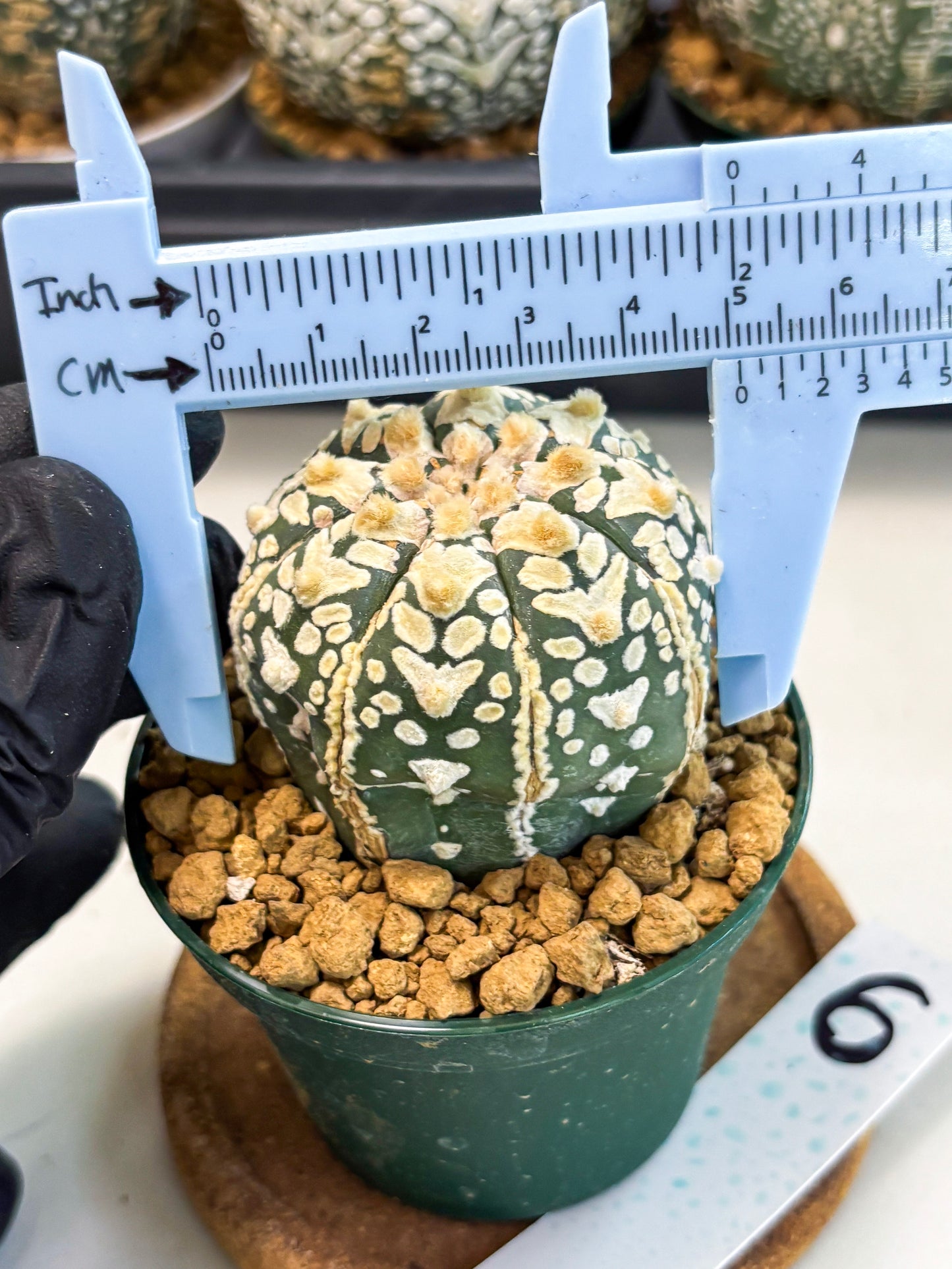 Astrophytum V-Type (at6) (r6) | Rare Star Cactus