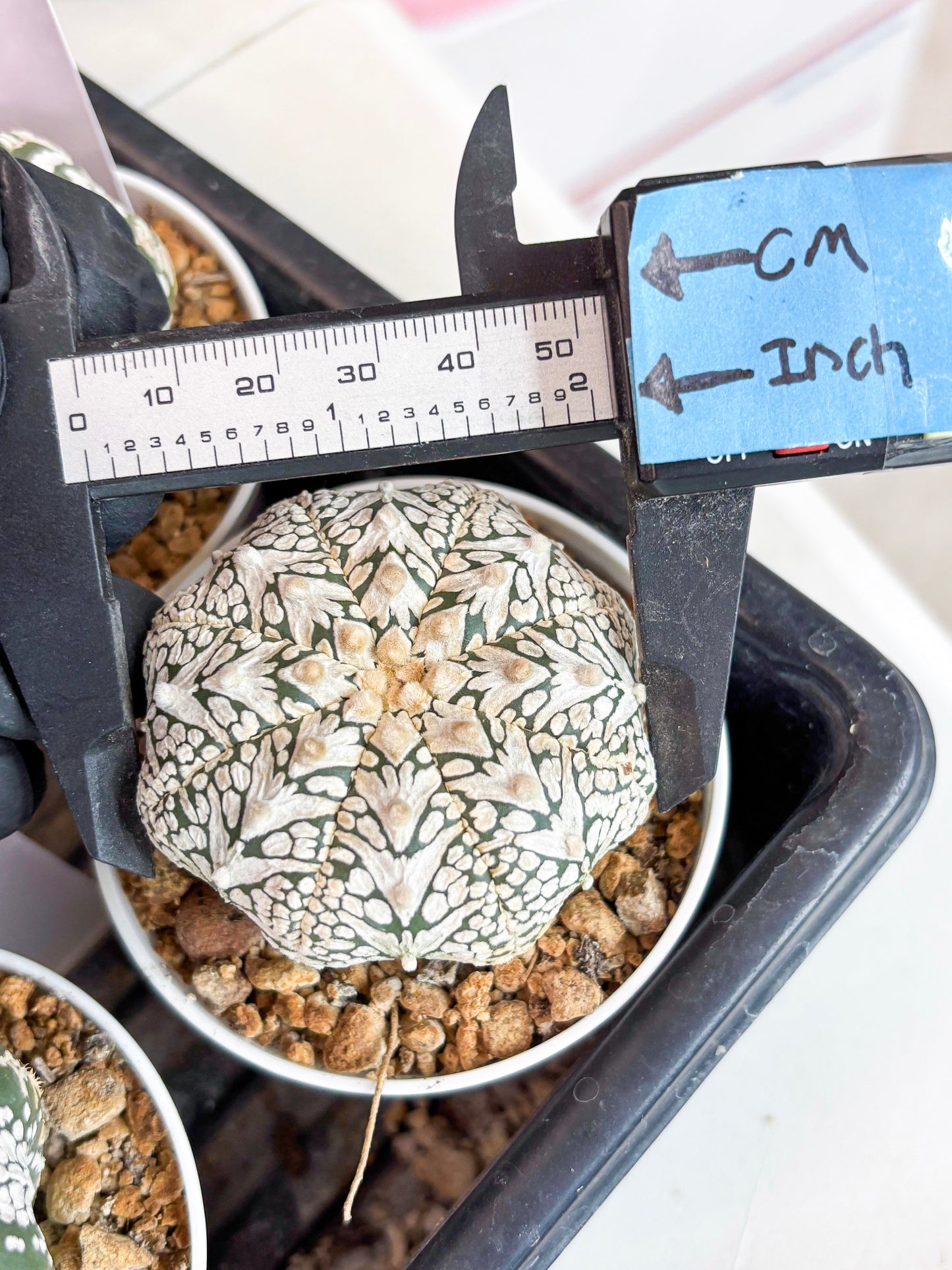 Astrophytum Super Kabuto V-type (t12) (g7) | 3" Pot