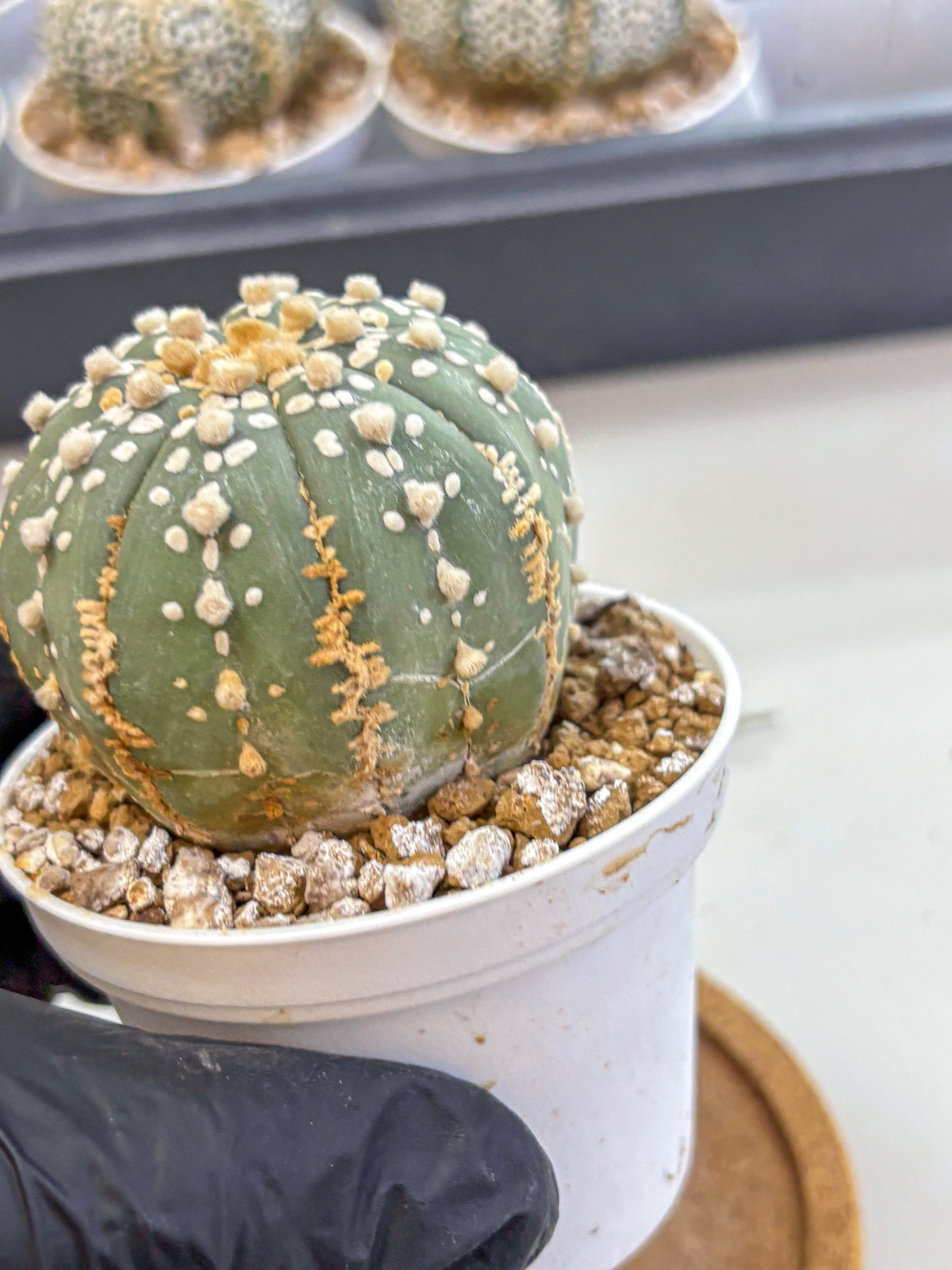 Astrophytum Super Kabuto (at1) (14) | Collection Plant | Rare Cactus