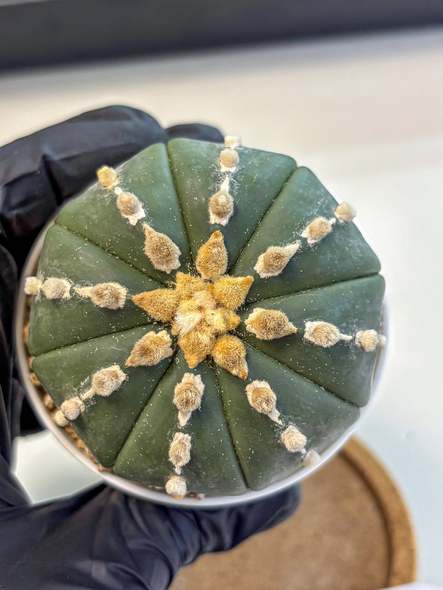 Astrophytum Nudum (at4) (14) | Star Cactus